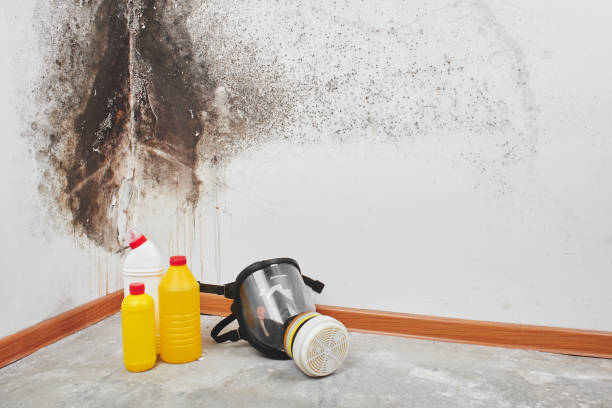 Best Residential Mold Removal  in Rochester, WI