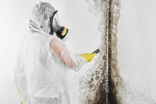 Best Attic Mold Removal  in Rochester, WI