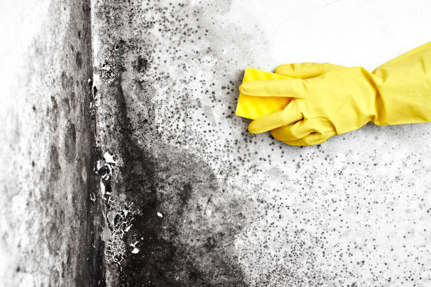 Best Mold Remediation Experts  in Rochester, WI