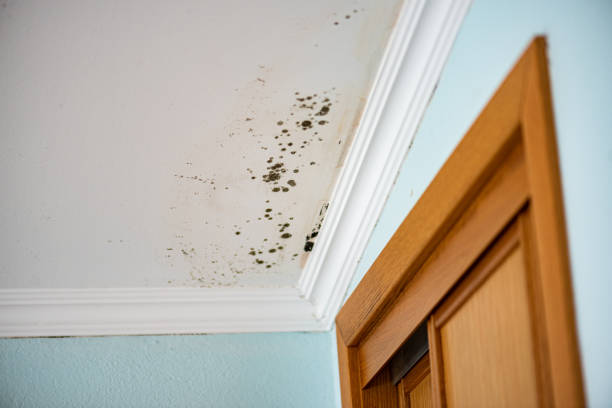 Best Commercial Mold Removal  in Rochester, WI