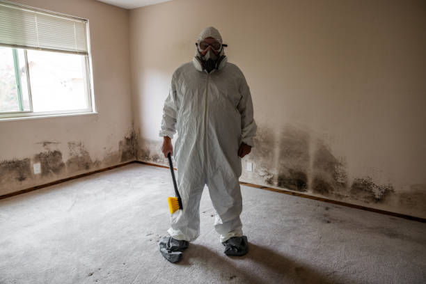 Best Mold Damage Repair  in Rochester, WI