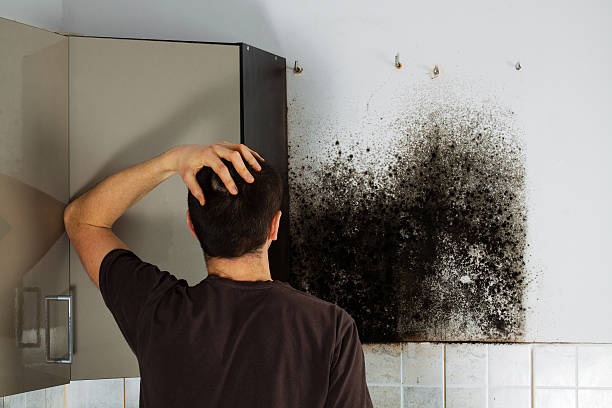 Best Fast Mold Removal  in Rochester, WI
