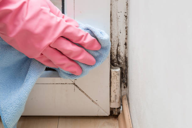 Best Certified Mold Removal  in Rochester, WI